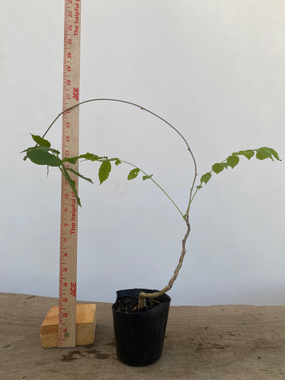 Chinese Wisteria with movement in a 4" pot (WS4-02)