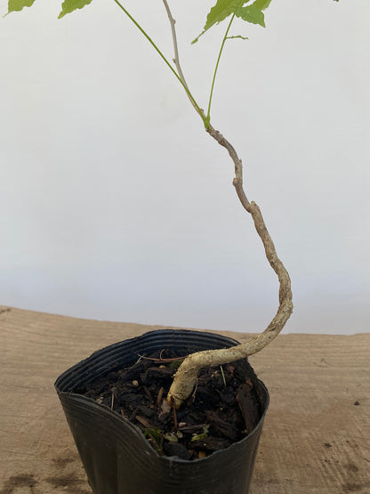 Chinese Wisteria with movement in a 4" pot (WS4-02)