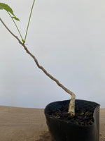 Chinese Wisteria with movement in a 4" pot (WS4-02)