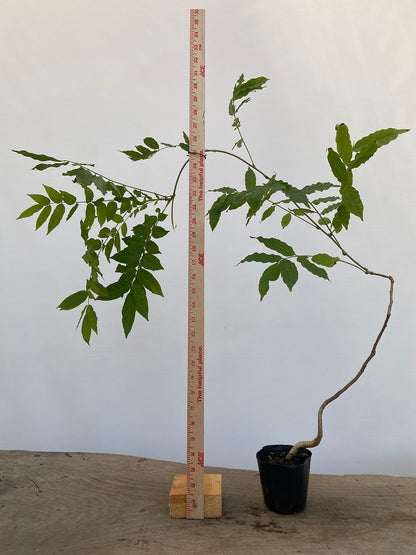 Chinese Wisteria with movement in a 4" pot (WS4-03)