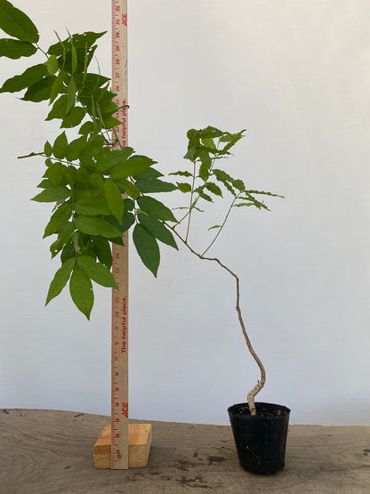 Chinese Wisteria with movement in a 4" pot (WS4-03)