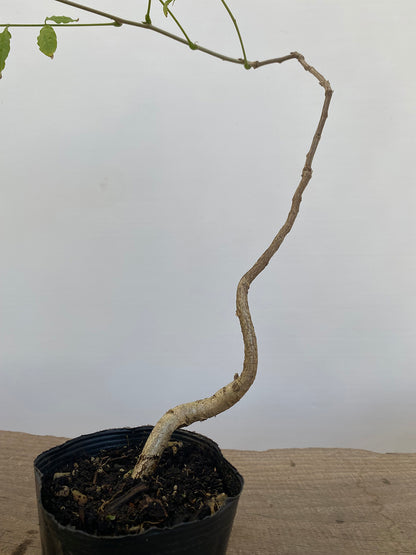 Chinese Wisteria with movement in a 4" pot (WS4-03)