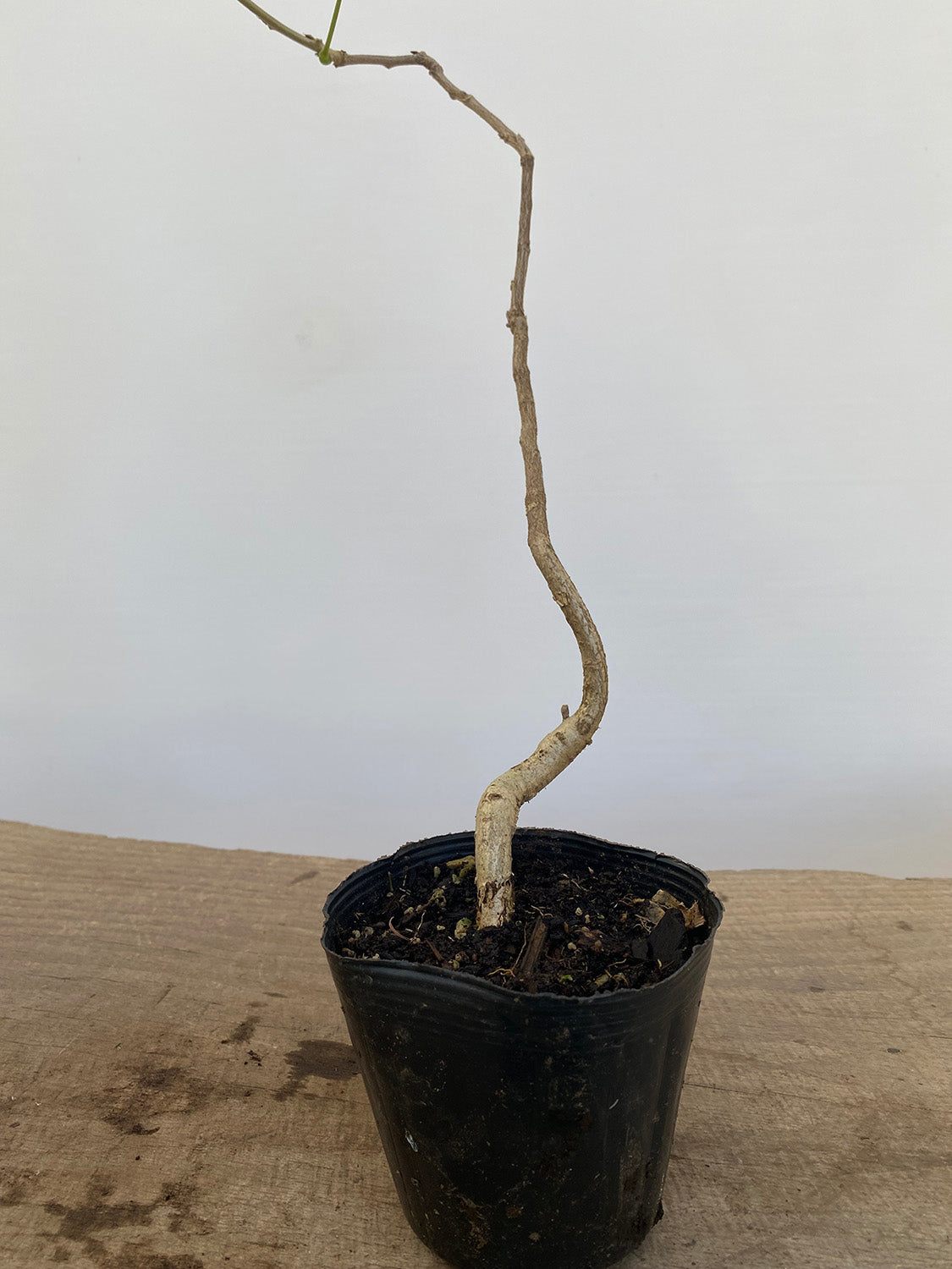 Chinese Wisteria with movement in a 4" pot (WS4-03)