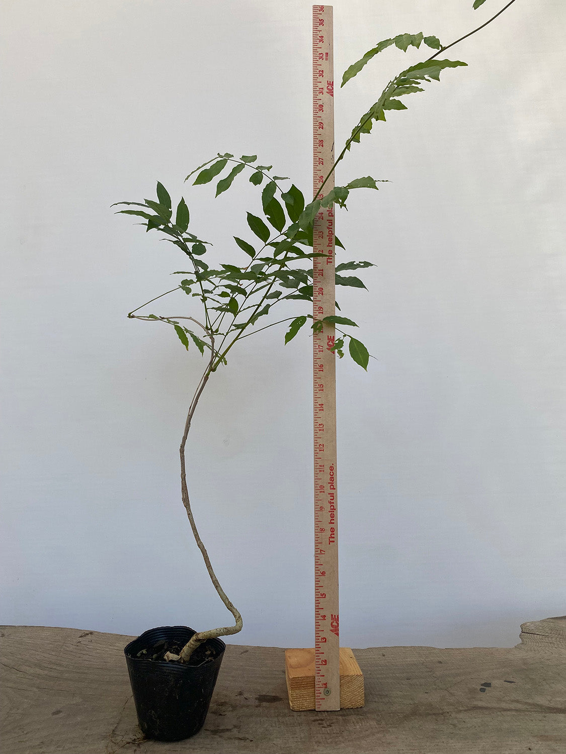 Chinese Wisteria with movement in a 4" pot (WS4-04)