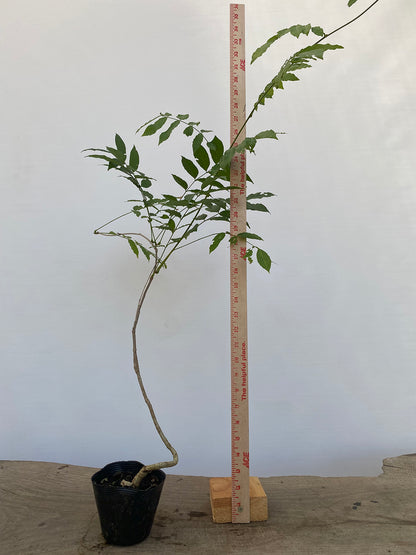 Chinese Wisteria with movement in a 4" pot (WS4-04)