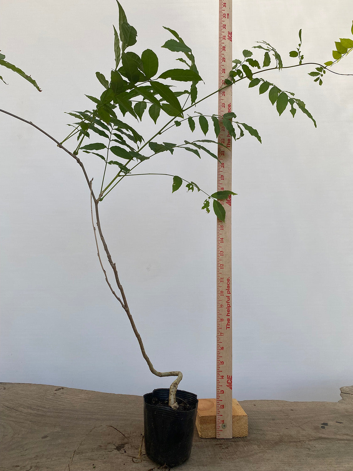 Chinese Wisteria with movement in a 4" pot (WS4-04)