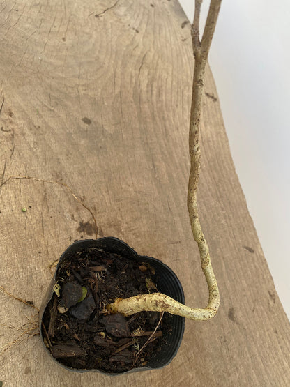 Chinese Wisteria with movement in a 4" pot (WS4-04)