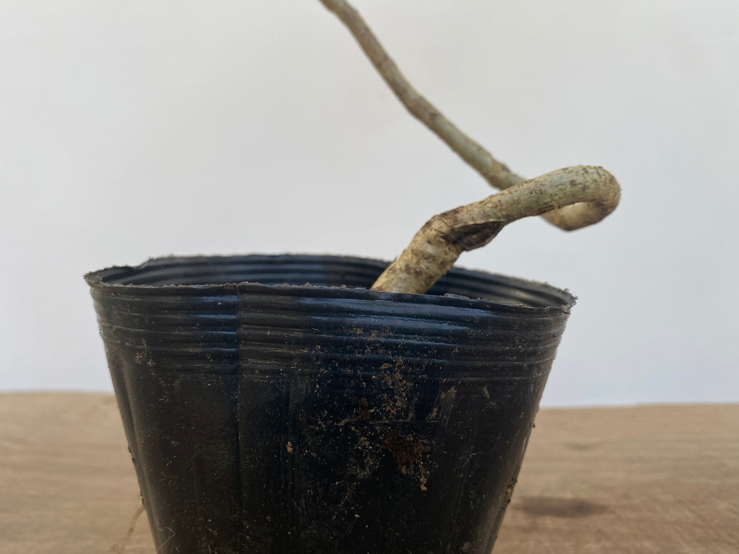 Chinese Wisteria with movement in a 4" pot (WS4-04)