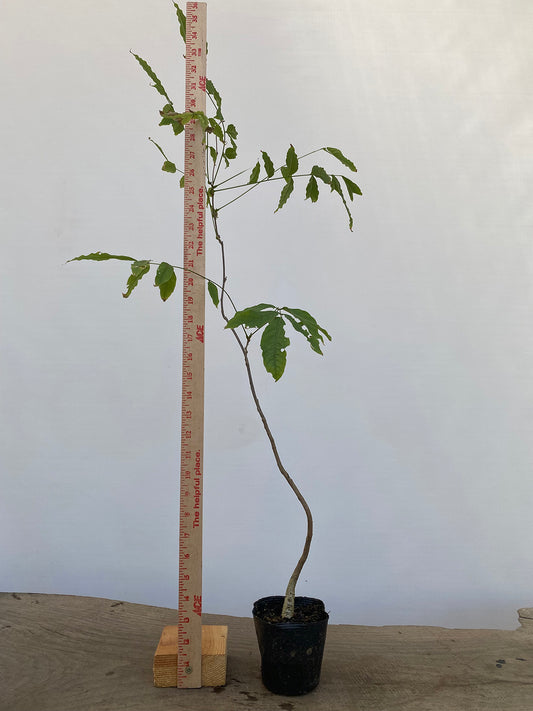 Chinese Wisteria with movement in a 4" pot (WS4-05)