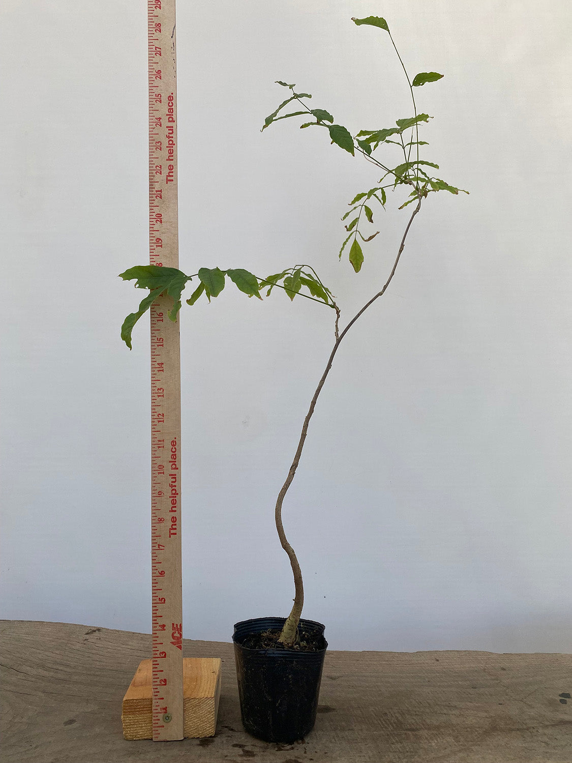 Chinese Wisteria with movement in a 4" pot (WS4-05)