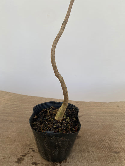 Chinese Wisteria with movement in a 4" pot (WS4-05)