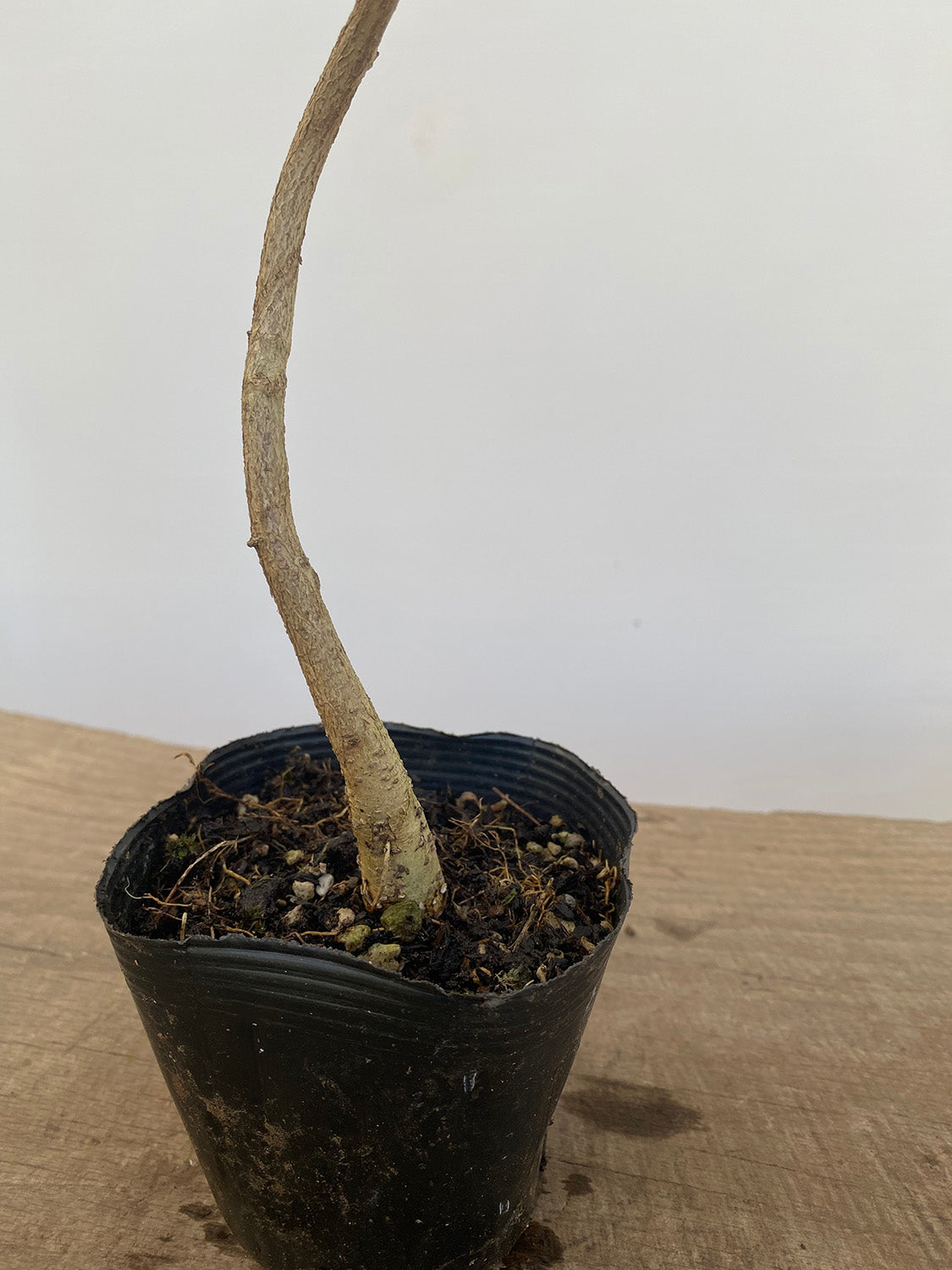 Chinese Wisteria with movement in a 4" pot (WS4-05)