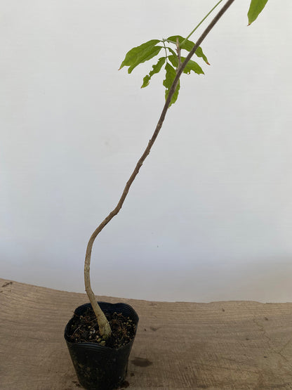 Chinese Wisteria with movement in a 4" pot (WS4-05)