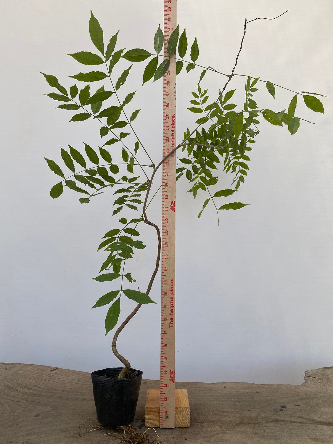 Chinese Wisteria with movement in a 4" pot (WS4-06)