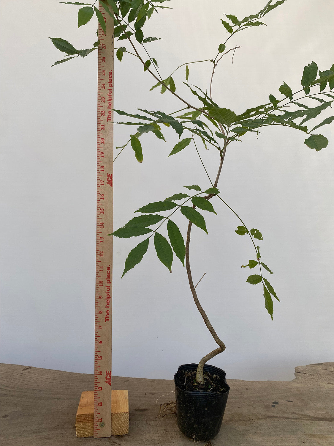 Chinese Wisteria with movement in a 4" pot (WS4-06)