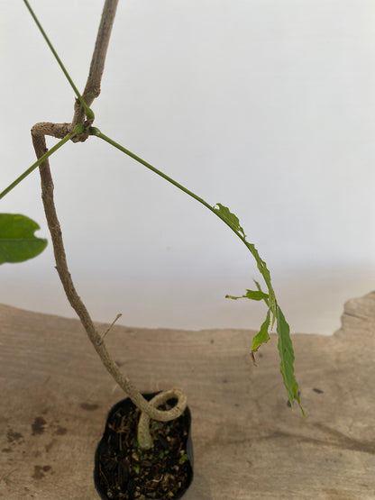 Chinese Wisteria with movement in a 4" pot (WS4-06)