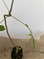 Chinese Wisteria with movement in a 4" pot (WS4-06)