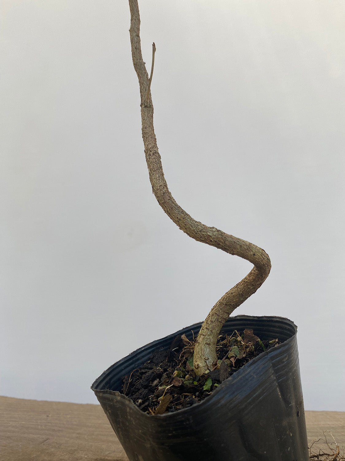 Chinese Wisteria with movement in a 4" pot (WS4-06)