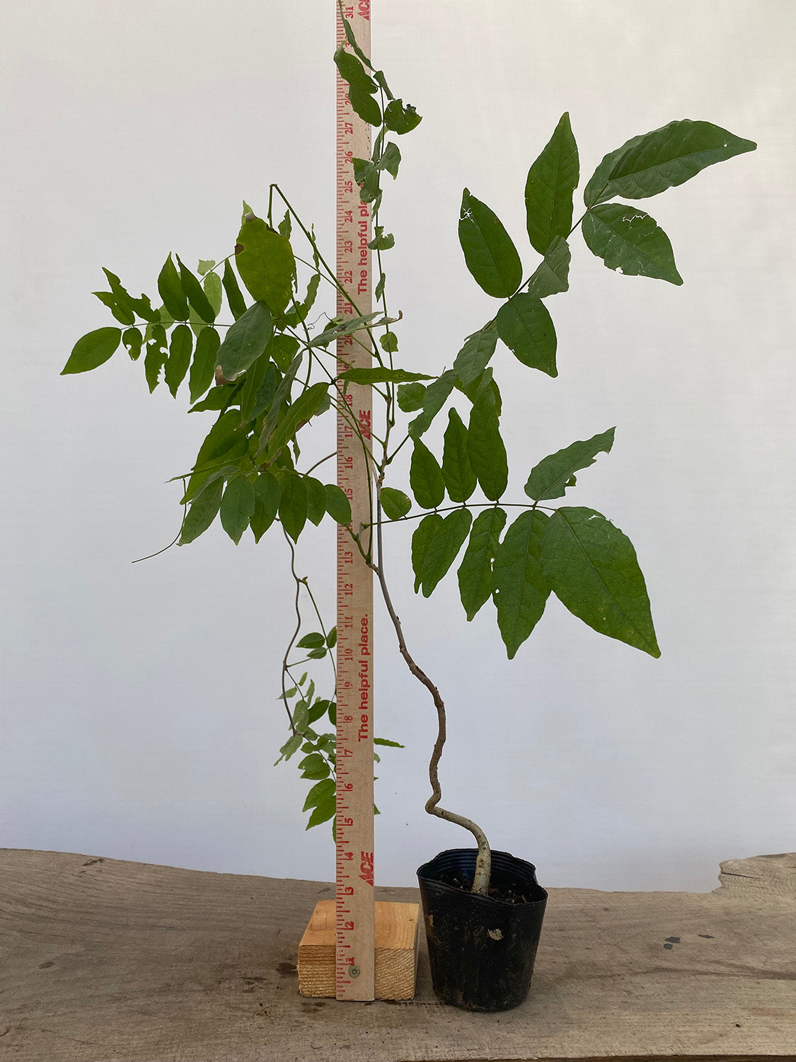 Chinese Wisteria with movement in a 4" pot (WS4-07)