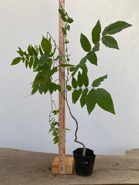 Chinese Wisteria with movement in a 4" pot (WS4-07)