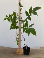Chinese Wisteria with movement in a 4" pot (WS4-07)