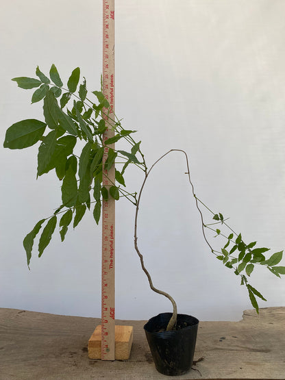 Chinese Wisteria with movement in a 4" pot (WS4-07)