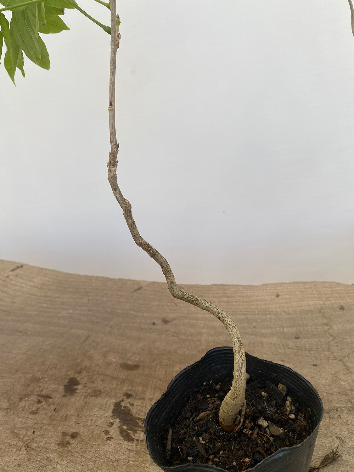 Chinese Wisteria with movement in a 4" pot (WS4-07)