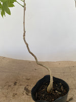 Chinese Wisteria with movement in a 4" pot (WS4-07)