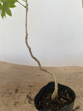Chinese Wisteria with movement in a 4" pot (WS4-07)