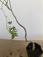 Chinese Wisteria with movement in a 4" pot (WS4-07)