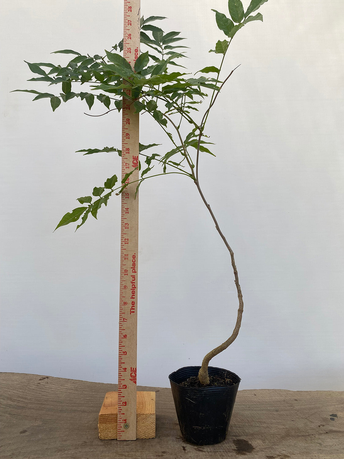 Chinese Wisteria with movement in a 4" pot (WS4-08)