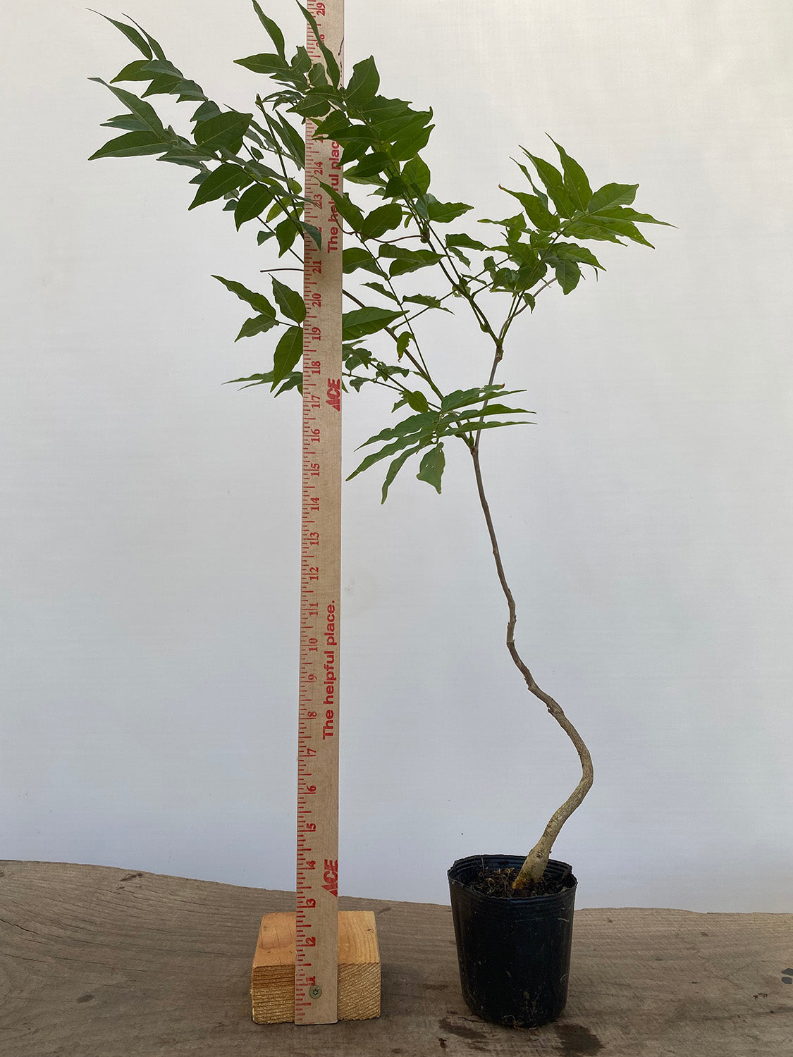 Chinese Wisteria with movement in a 4" pot (WS4-08)