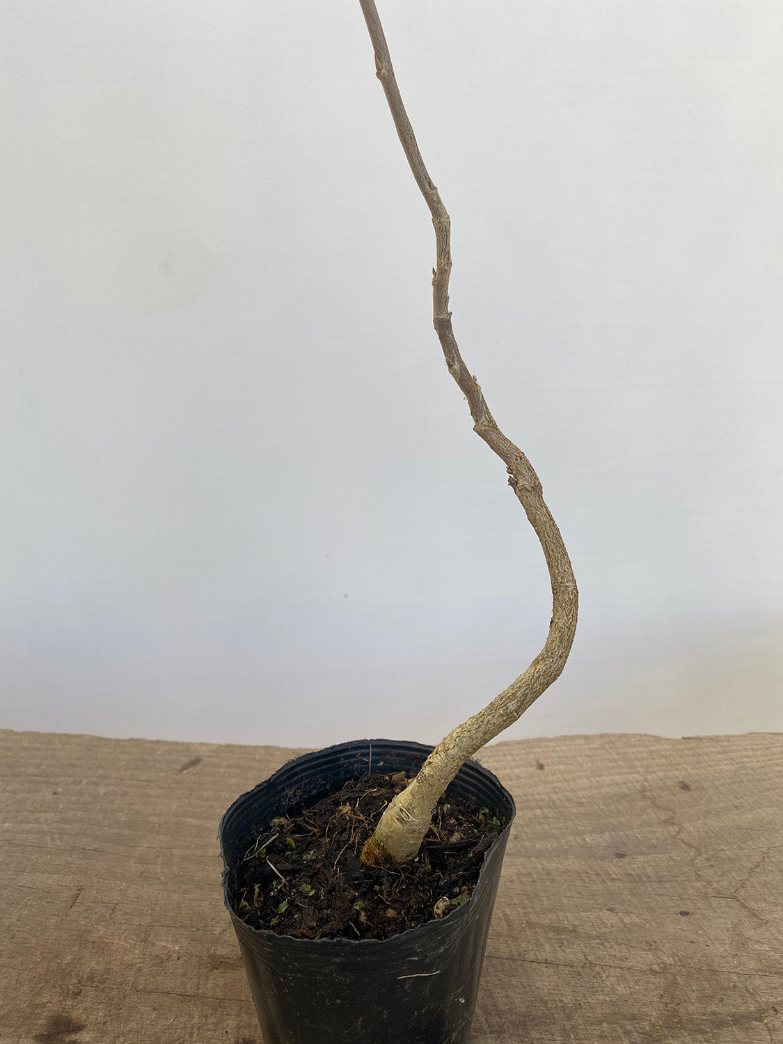 Chinese Wisteria with movement in a 4" pot (WS4-08)