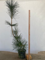 Japanese Black Pine in 6" Basket (PTG-010)