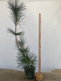 Japanese Black Pine in 6" Basket (PTG-010)