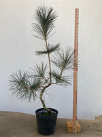 Japanese Black Pine in 6" Basket (PTG-010)