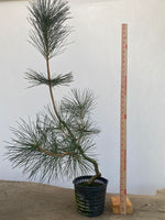 Japanese Black Pine in 6" Basket (PTG-010)