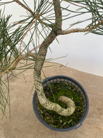 Japanese Black Pine in 6" Basket (PTG-010)