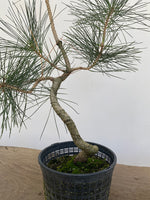Japanese Black Pine in 6" Basket (PTG-010)