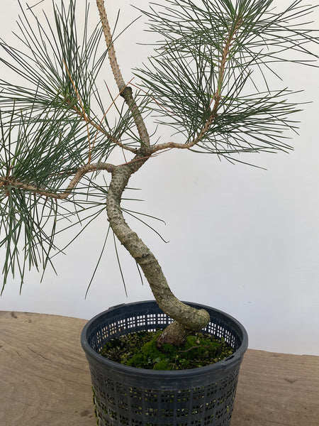 Japanese Black Pine in 6" Basket (PTG-010)