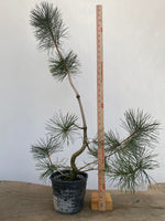 Japanese Black Pine in 6" Basket (PTG-011)