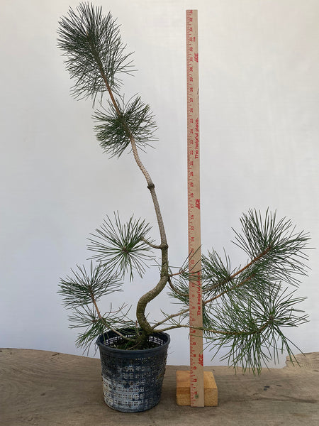 Japanese Black Pine in 6" Basket (PTG-011)