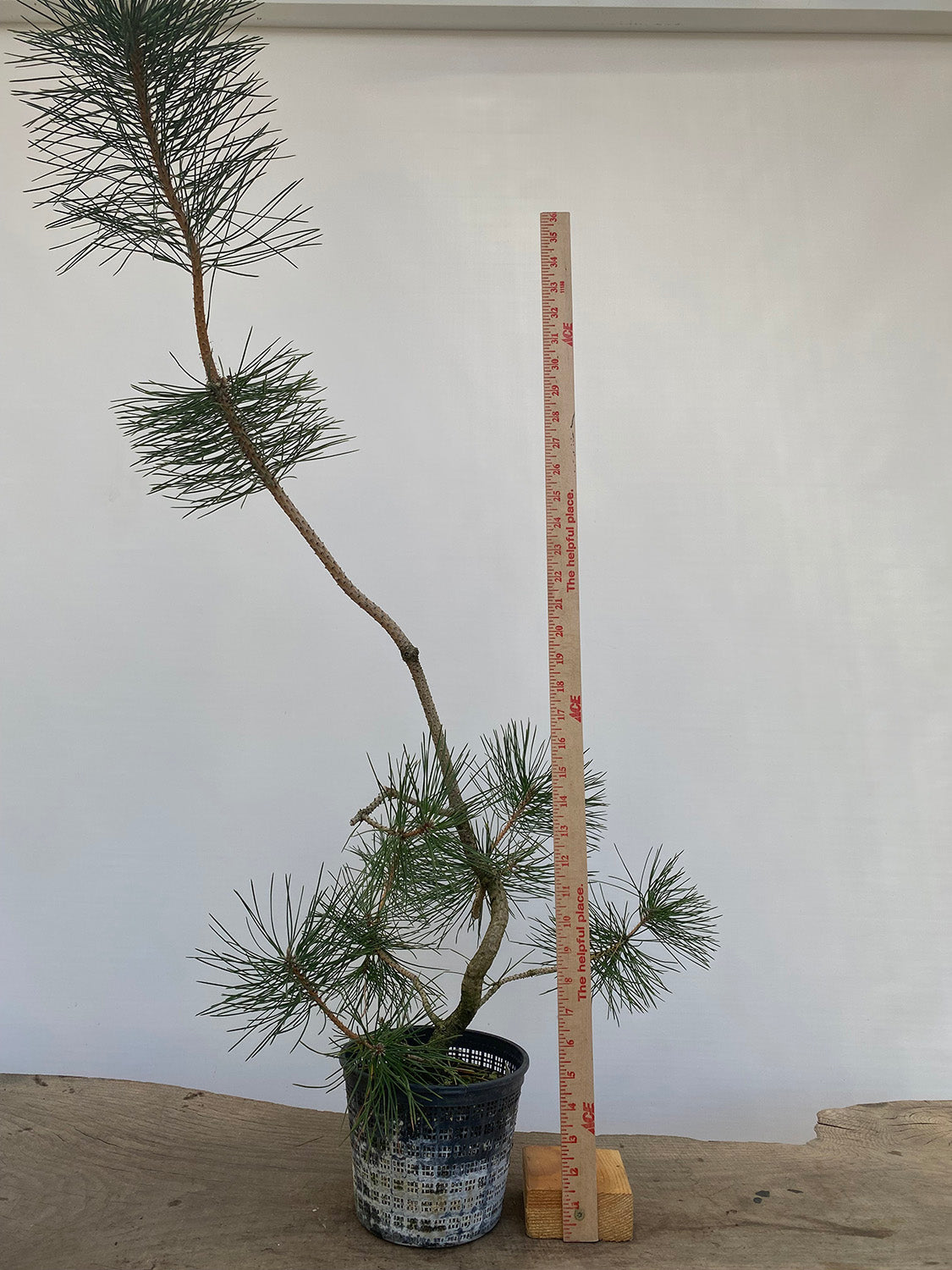 Japanese Black Pine in 6" Basket (PTG-011)