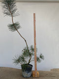 Japanese Black Pine in 6" Basket (PTG-011)