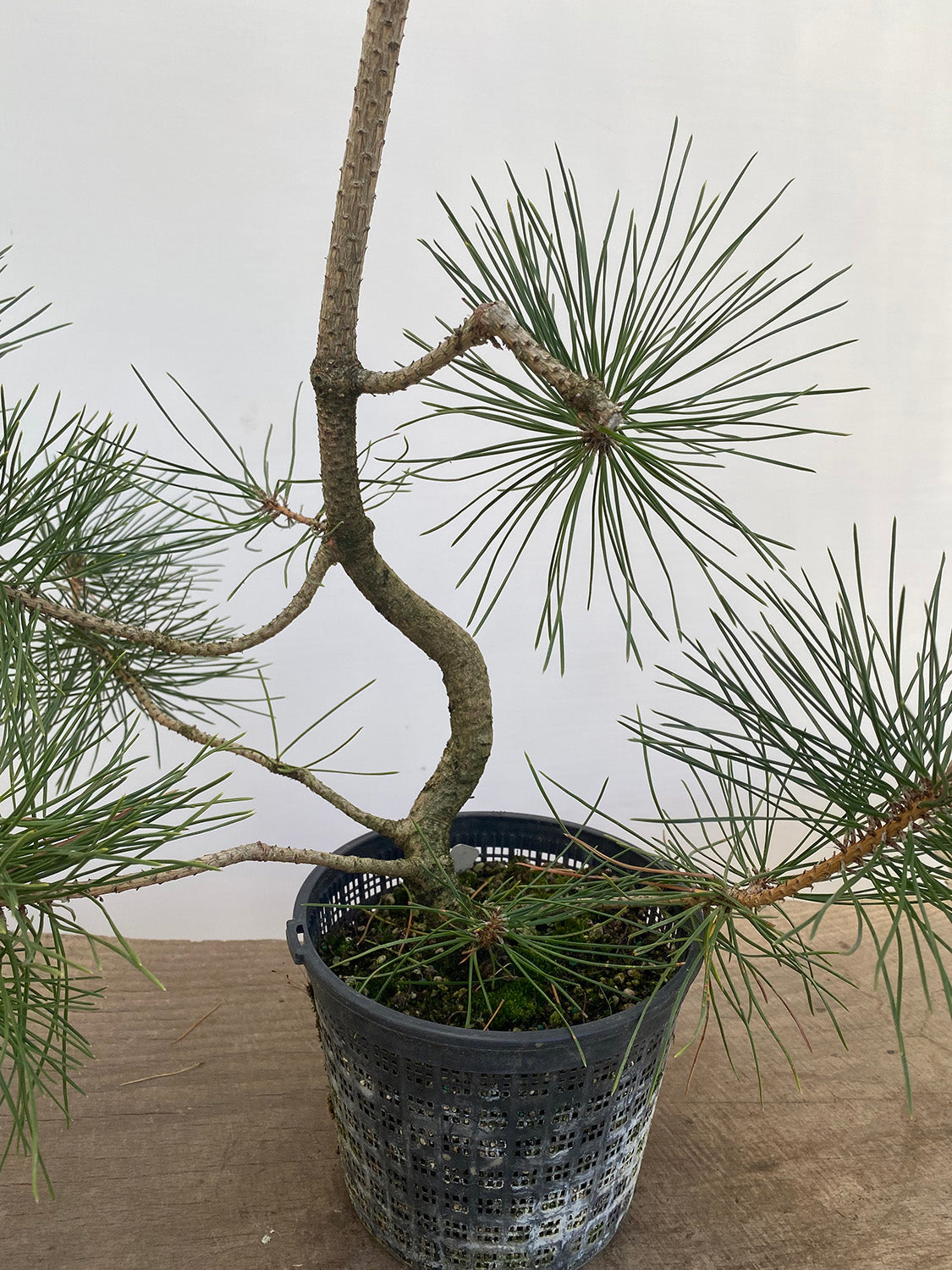Japanese Black Pine in 6" Basket (PTG-011)
