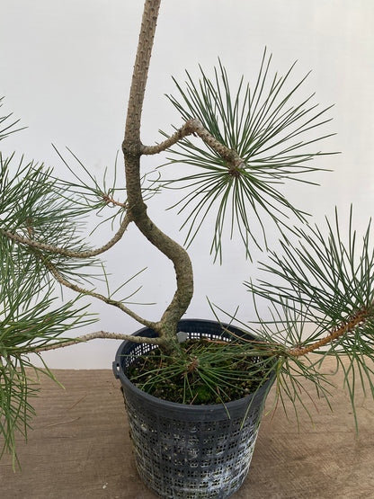 Japanese Black Pine in 6" Basket (PTG-011)