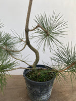 Japanese Black Pine in 6" Basket (PTG-011)