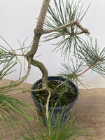 Japanese Black Pine in 6" Basket (PTG-011)