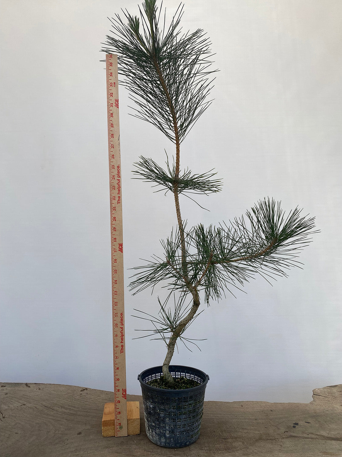 Japanese Black Pine in 6" Basket (PTG-012)