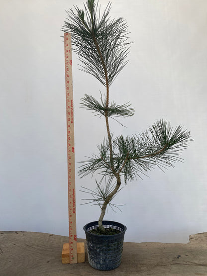 Japanese Black Pine in 6" Basket (PTG-012)